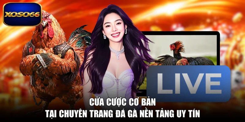 Cửa cược cơ bản tại chuyên trang đá gà nền tảng uy tín
