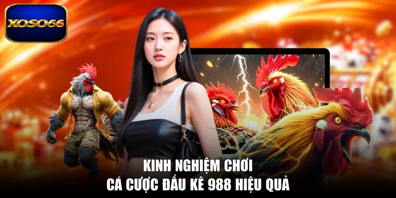 Kinh nghiệm chơi cá cược đấu kê 988 hiệu quả