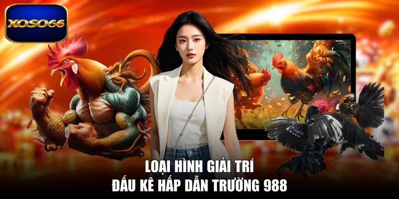Loại hình giải trí đấu kê hấp dẫn trường 988