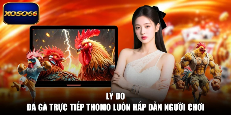 Lý do đá gà trực tiếp Thomo luôn hấp dẫn người chơi